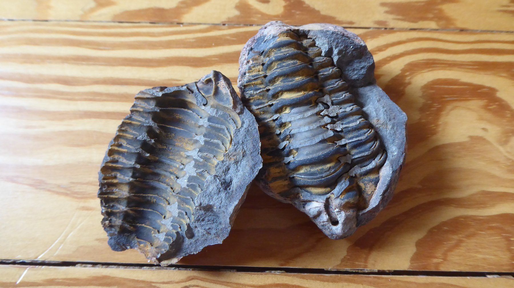 Fossili: Trilobit – Nuovo (secondo la descrizione) da Zullwil venduto da Dingo402 1