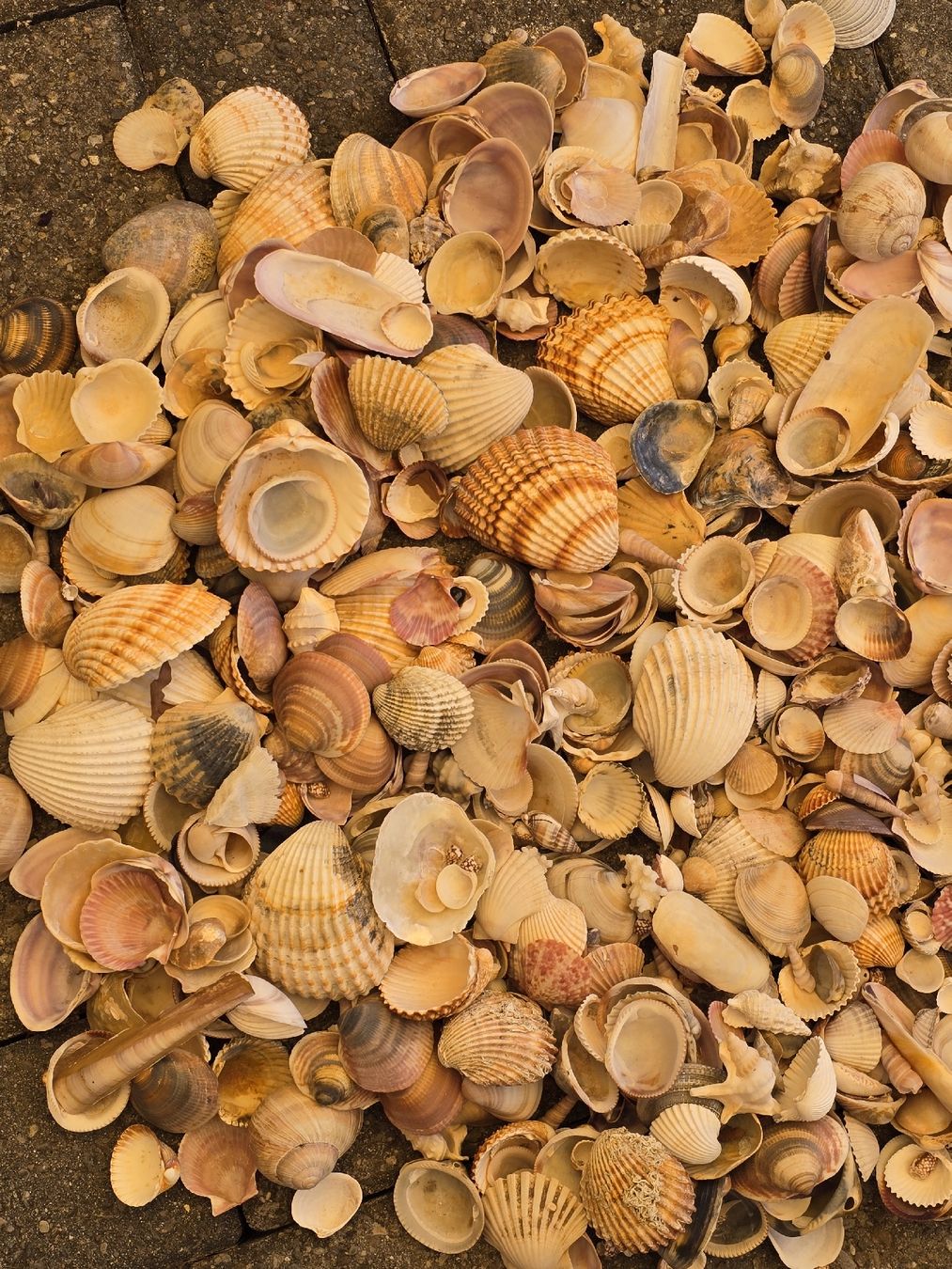 Alle Dekorationen: 3,3 Kg. Original Muscheln – Gebraucht aus Walkringen von Vanuca 1