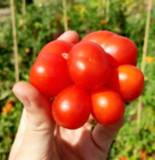 Pflanzen & Samen: 15 Samen rare Fleischtomate "REISETOMATE" Guatemala – Neu und originalverpackt aus Rovio von POSITIFFARTandPLANTS 2