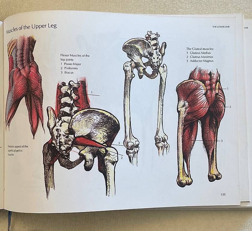 Libri: John H. Grundy's Human Structure and Shape – Usato da Nesslau venduto da philgujer1 3