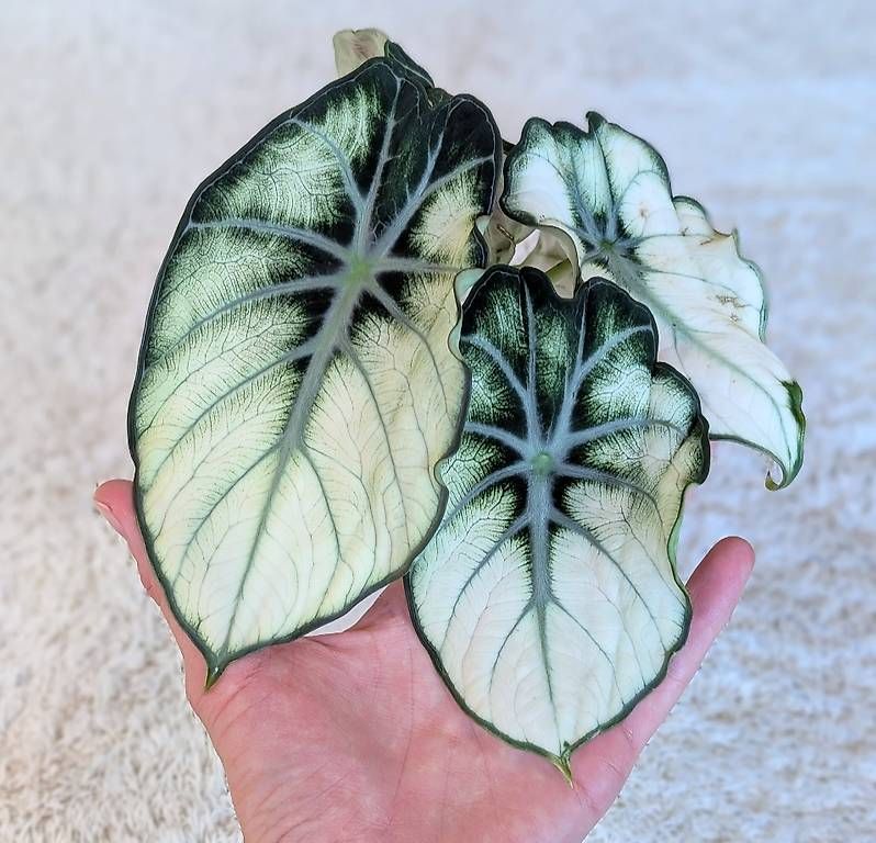 Piante & sementi: Alocasia Ninja White Mutation – Nuovo (secondo la descrizione) da Faulensee venduto da plantmama 3