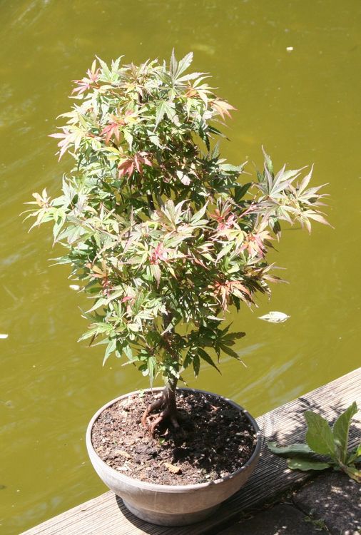BONSAI - Fcherahorn "Shaina" (Neu (gemss Beschreibung)) in Gretzenbach  fr CHF 74  nur Abholung auf Ricardo kaufen