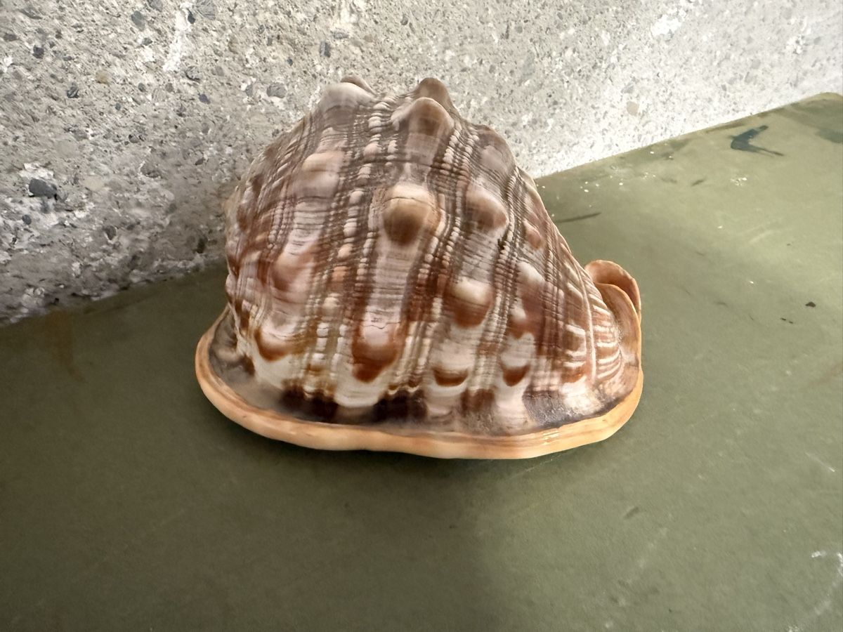 Fossili: Gehäuse einer roten Helmschnecke – Usato da Birmenstorf AG venduto da Pat_roll. 2