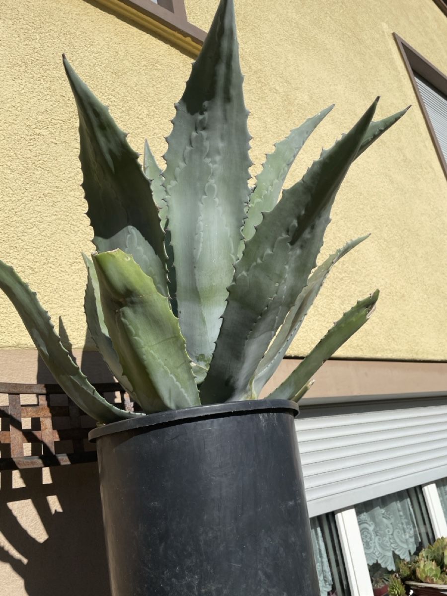 Pflanzen & Samen: Agave – Neu (gemäss Beschreibung) aus Veltheim AG von Bibi1946 6