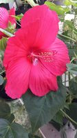 Hibiskus Busch 