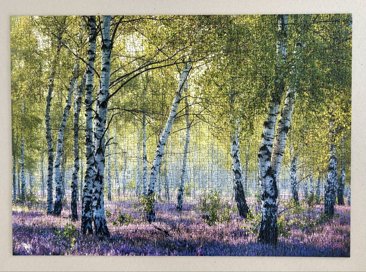 Ravensburger Puzzles: Ravensburger, 1000 Teile, Birkenwald, vollständig  – Neu (gemäss Beschreibung) aus Bühler von Schluempfli01 2