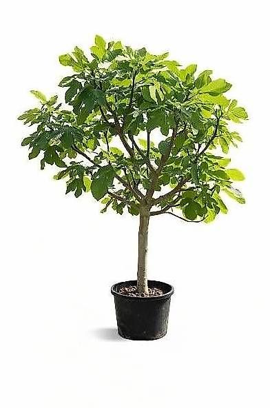 Plantes & graines: Feigenbaum Gr. XL – D'occasion à Zuckenriet par Thur_Plant