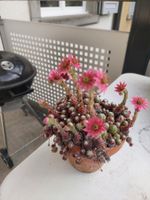 Sukkulente mit Rosa Blueten im Topf – Fuer Ihren Sommerga...