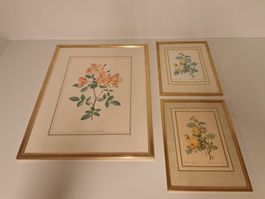 3x Stich Bild Litho/ Rosen