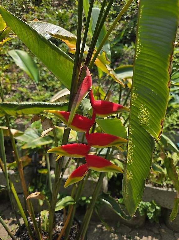 Plantes & graines: Heliconia rostrata  – D'occasion à Schaffhausen par zsolti31 4