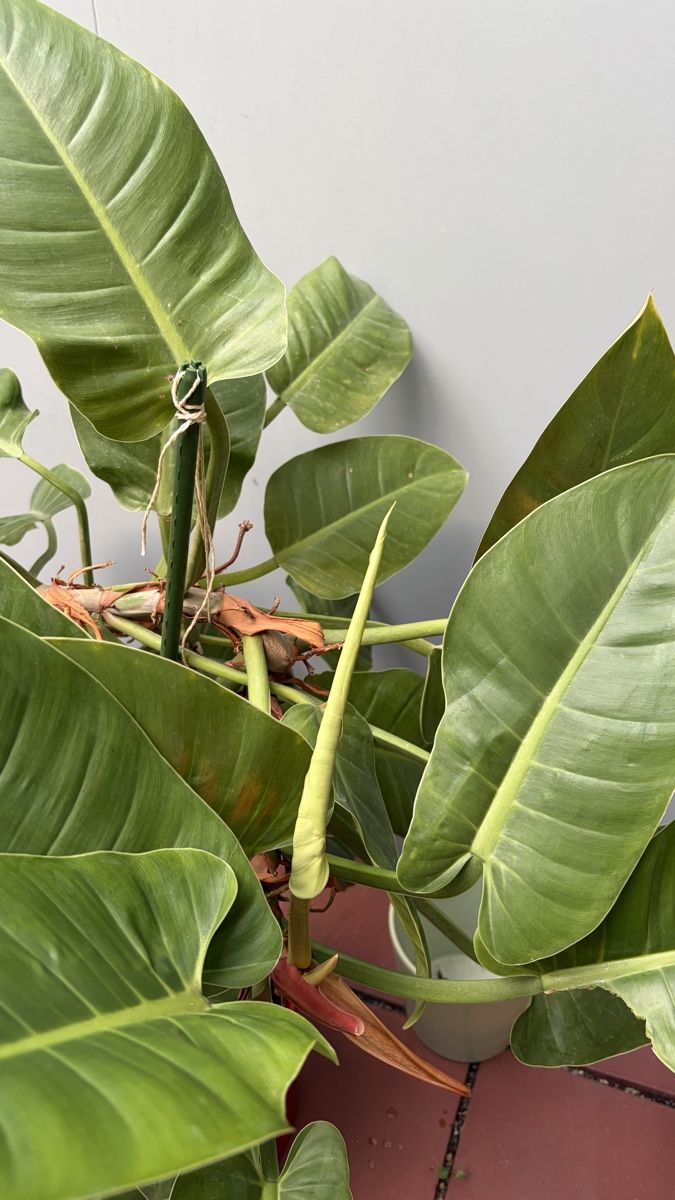 Plantes & graines: Grosser Philodendron, Pflanze – D'occasion à Zürich par BReuse 1
