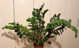 Zamioculcas Glücksfeder Zimmerpflanze Pflanze H 100 B 140 cm
