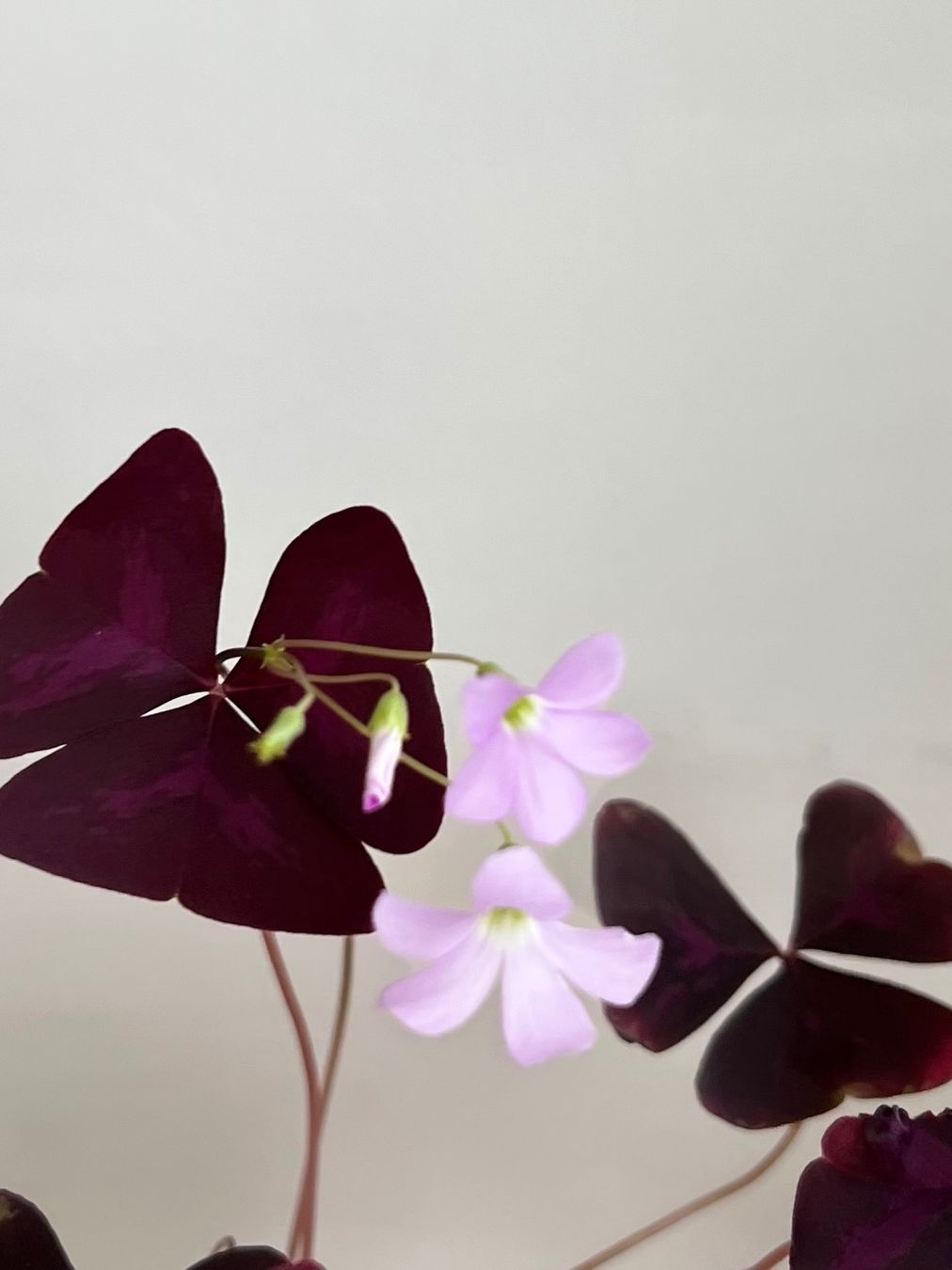 Pflanzen & Samen: Oxalis Triangularis, Roter Glücksklee – Gebraucht aus Glattpark(Opfikon) von ste_n99y 2