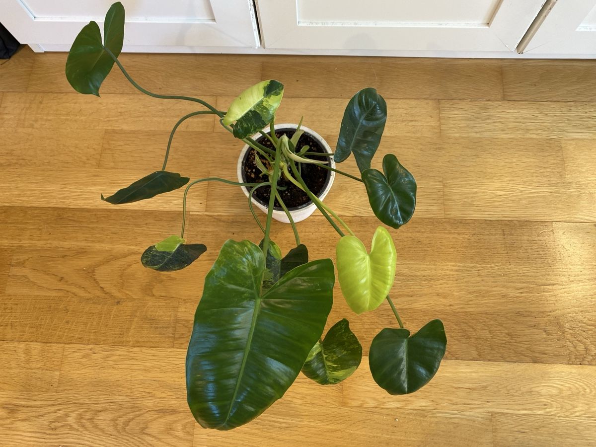 Pflanzen & Samen: Philodendron burle marx variegata – Gebraucht aus Zürich von sim_hly6 2