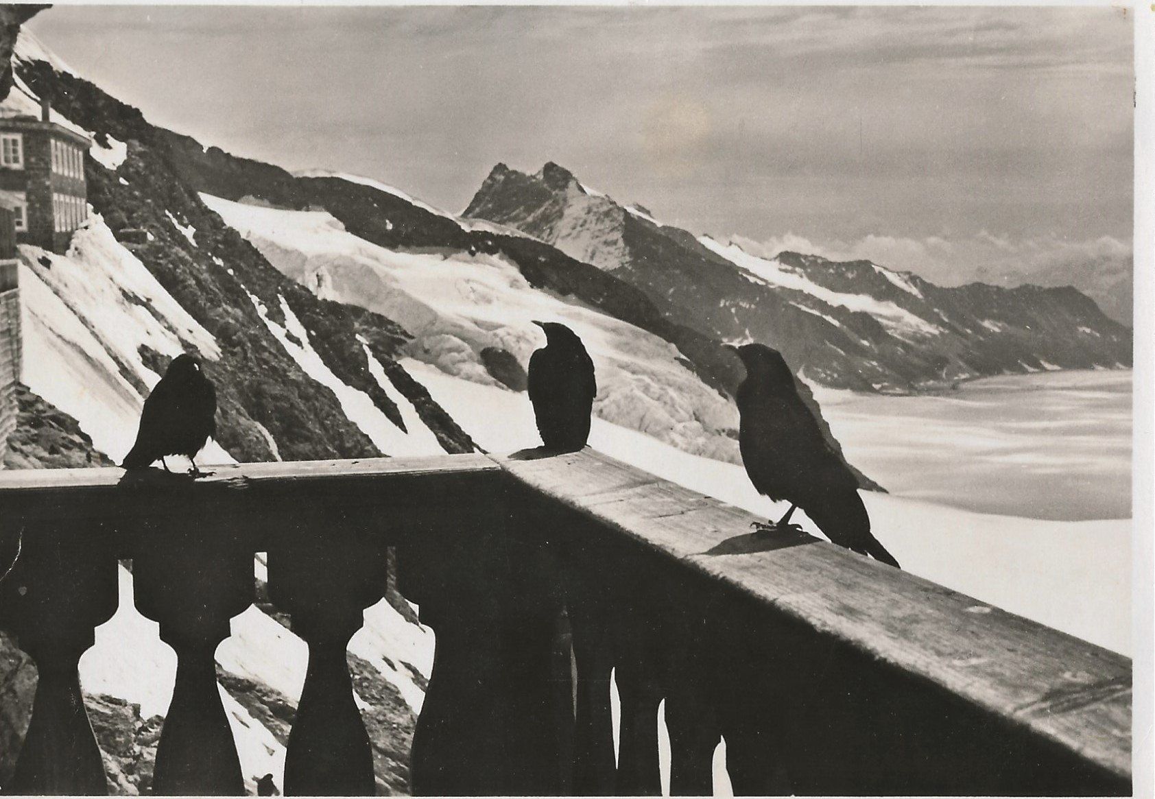 Cartoline postali: Jungfraujoch, Berg-Dohlen, 1937 – Usato da Frauenfeld venduto da Merk52