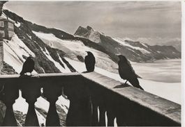 Jungfraujoch, Berg-Dohlen, 1937