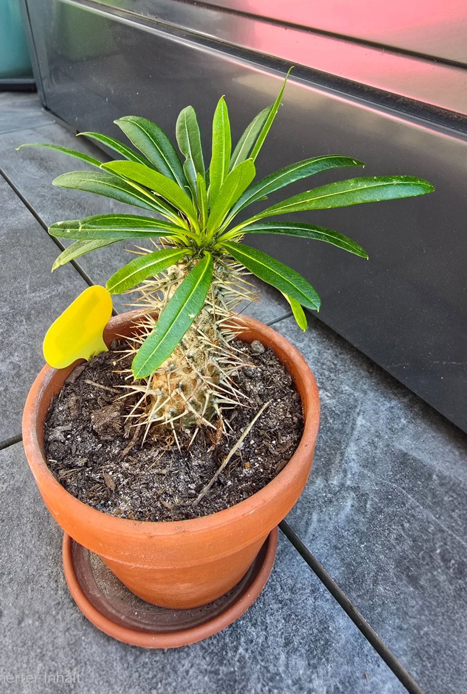 Pflanzen & Samen: Madagaskar Palme im Tontopf – Gebraucht aus Aarburg von Glitzerschein 2