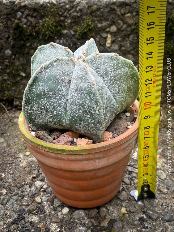 spinnenpflanze grnlilie Grnlilie Chlorophytum comosum Variegatum Zimmerpflanze 12cm 20cm