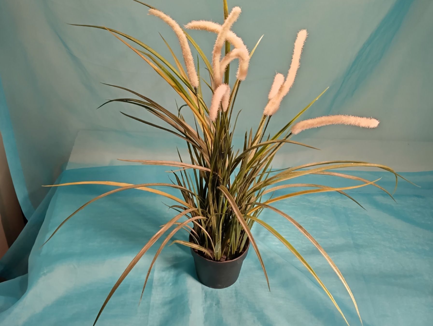 Piante & sementi: Fuchsschwanzgras im Topf, IKEA, H: 52cm – Usato da Bellach venduto da JingleCherry 1