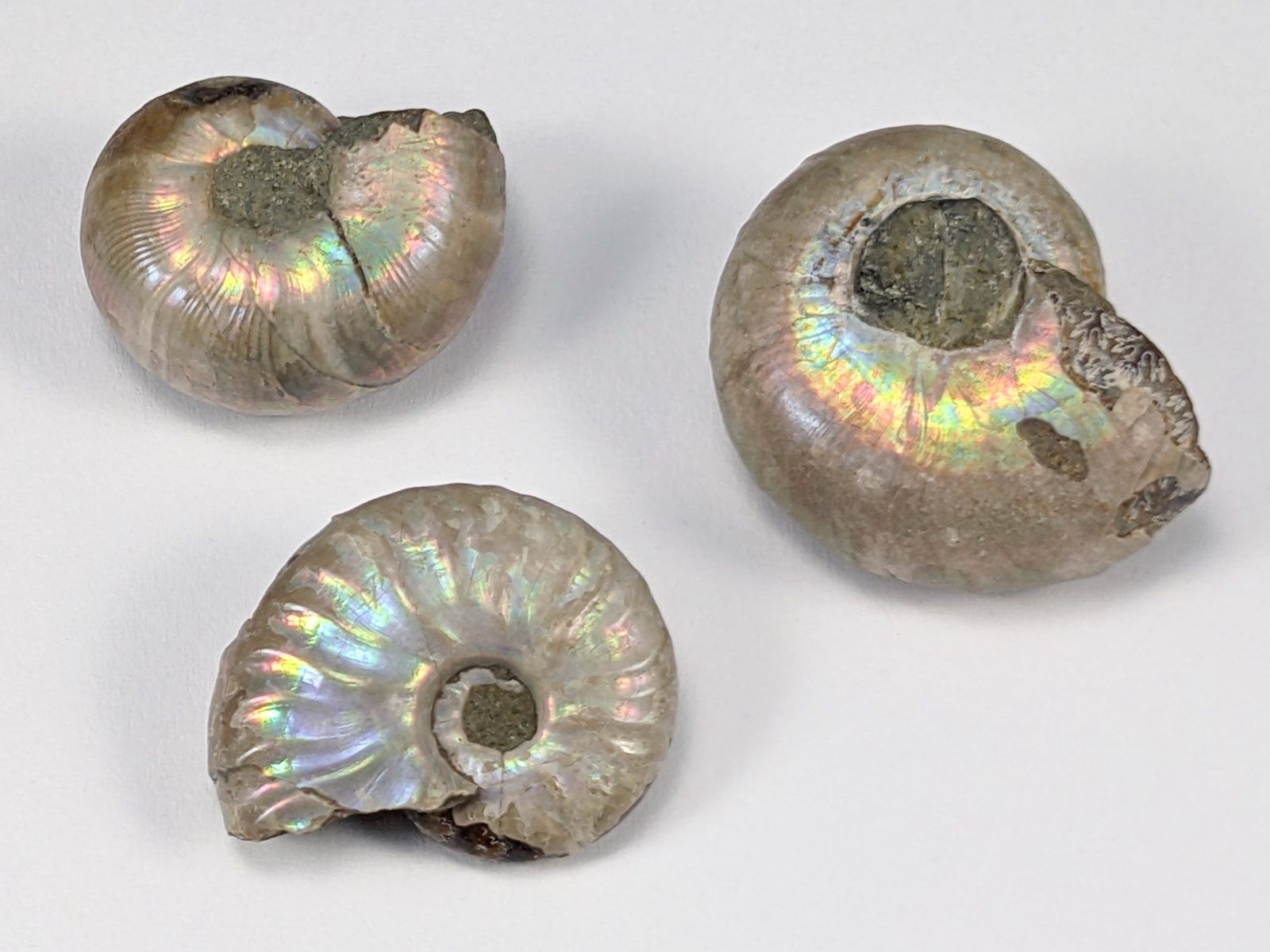 Fossili: Schillernde Regenbogen Ammoniten ca.24mm, 3Stk. – Nuovo e nell'imballaggio originale da Meilen venduto da StoneGarden