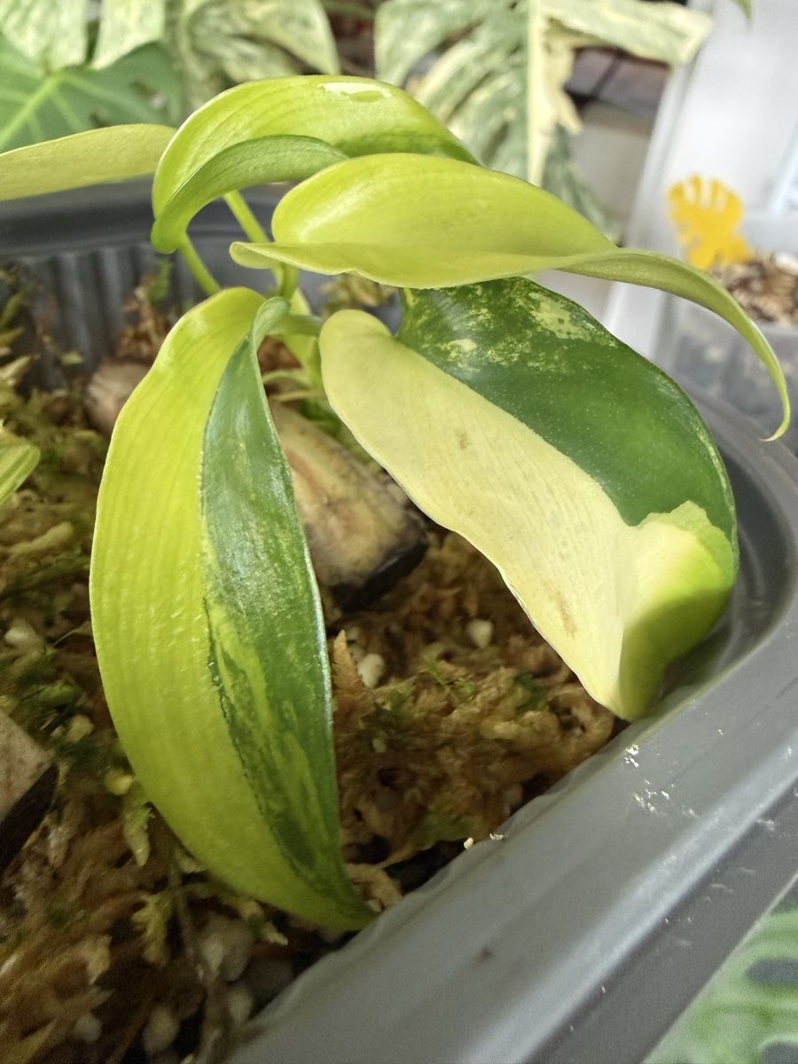 Piante & sementi: Philodendron Florida Beauty  – Usato da Morlon venduto da lucius.greenery