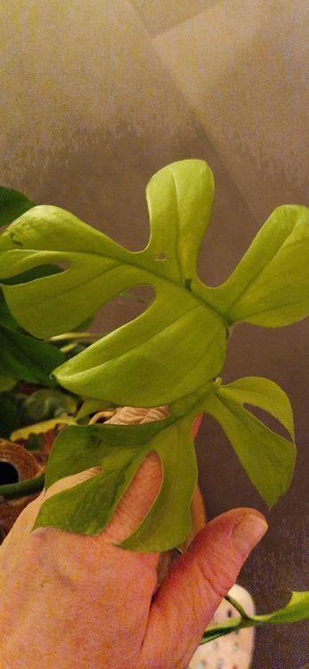Monstera Minima Yellow Marilyn Kopfsteckling (Gebraucht) in Grosswangen  fr CHF 31  mit Lieferung auf Ricardo kaufen