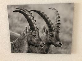 Fotoleinwand 40x50 zwei junge Steinböcke Steinbock