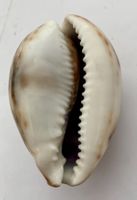 Kauri Muschel kleineres schönes Exemplar