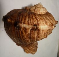 SCHÖNE RAPANA RANIFORMIS,-MUSCHEL,-85 MM x 75 MM