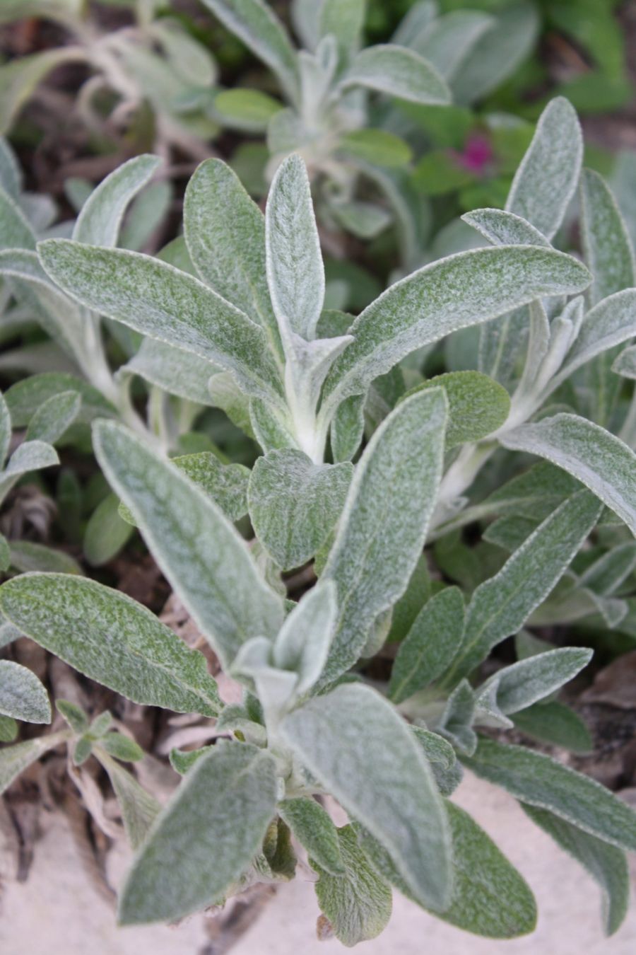 Plantes & graines: Griechischer Bergtee - Sideritis syriaca - 60 Samen – Neuf avec emballage d'origine à Sumiswald par Cham14559 1