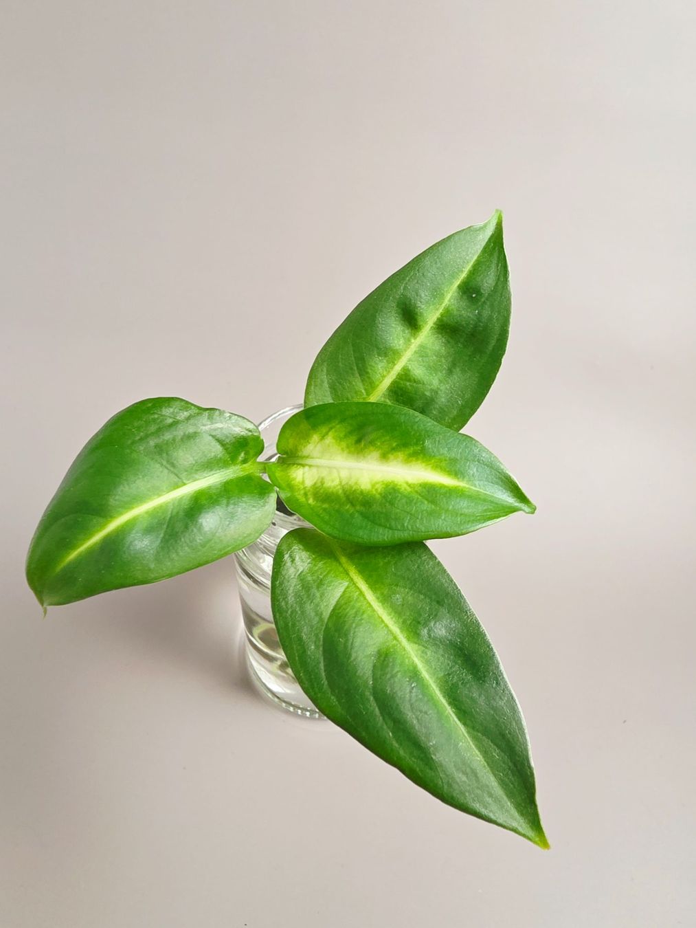 Plantes & graines: Dieffenbachia maculata "summer style" Steckling – Neuf (Voir description) à Gerolfingen par Azora 2