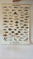 Vintage Lehrposter Motiv North American Fish