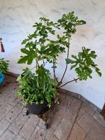 Feigenbaum /-busch mit starkem Wuchs
