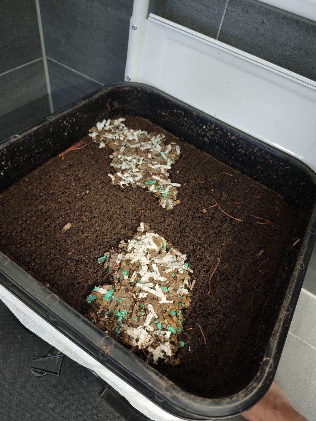 Coffres de rangement: Red wiggler worms + VEVOR 5-Tray Worm Composter tower – D'occasion à Dübendorf par Olenaaa 4