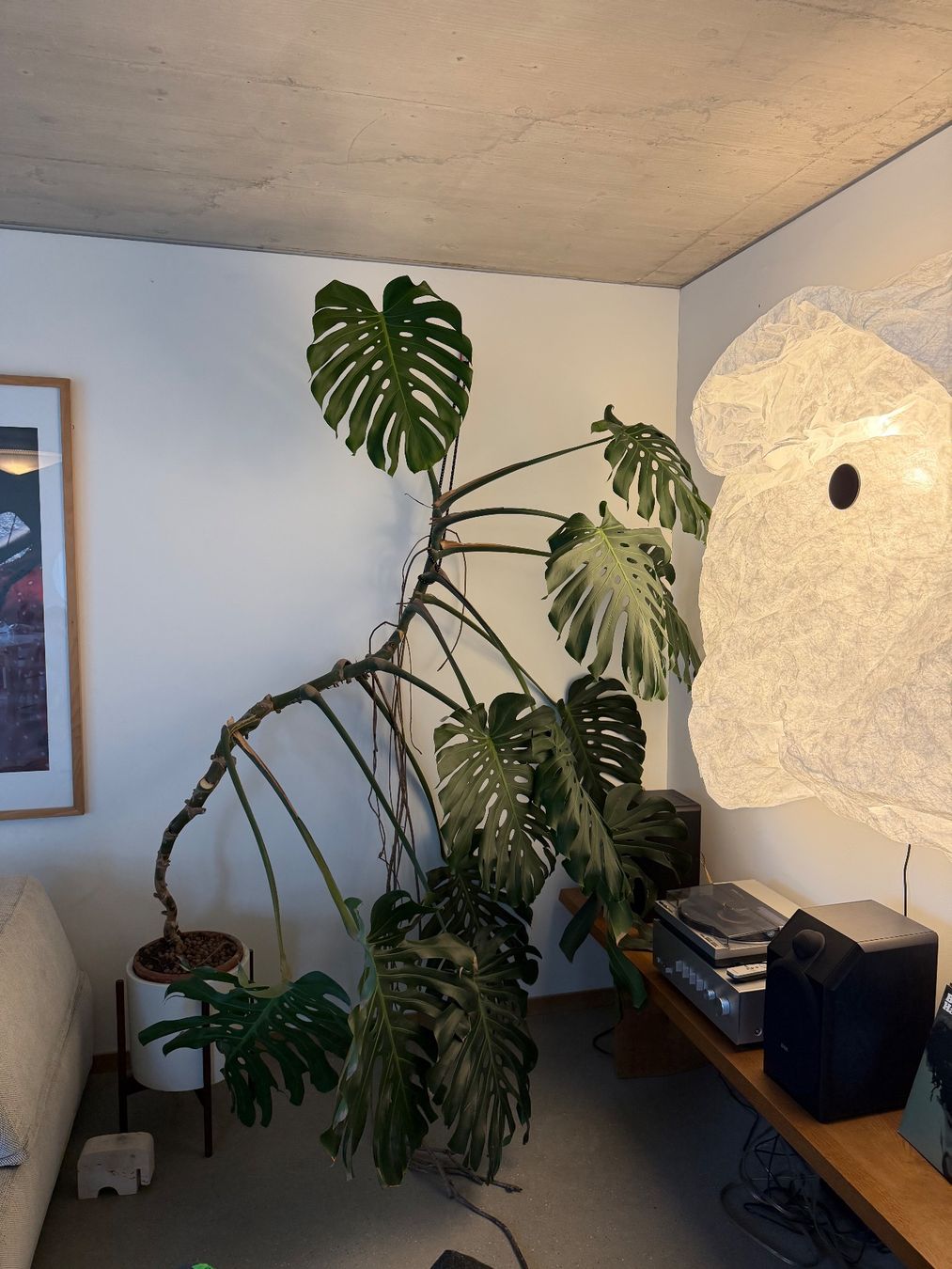 Piante & sementi: Monstera XXL – Usato da Zürich venduto da dudeli83