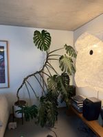 Monstera XXL