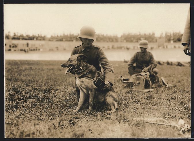 Fotografie & Manifesti: Fotografie 1. WK, Meldehund wird mit Pat – Usato da Berlin venduto da bartko-reher