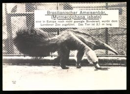 Riesen-AK London, Brasilianischer Ameise