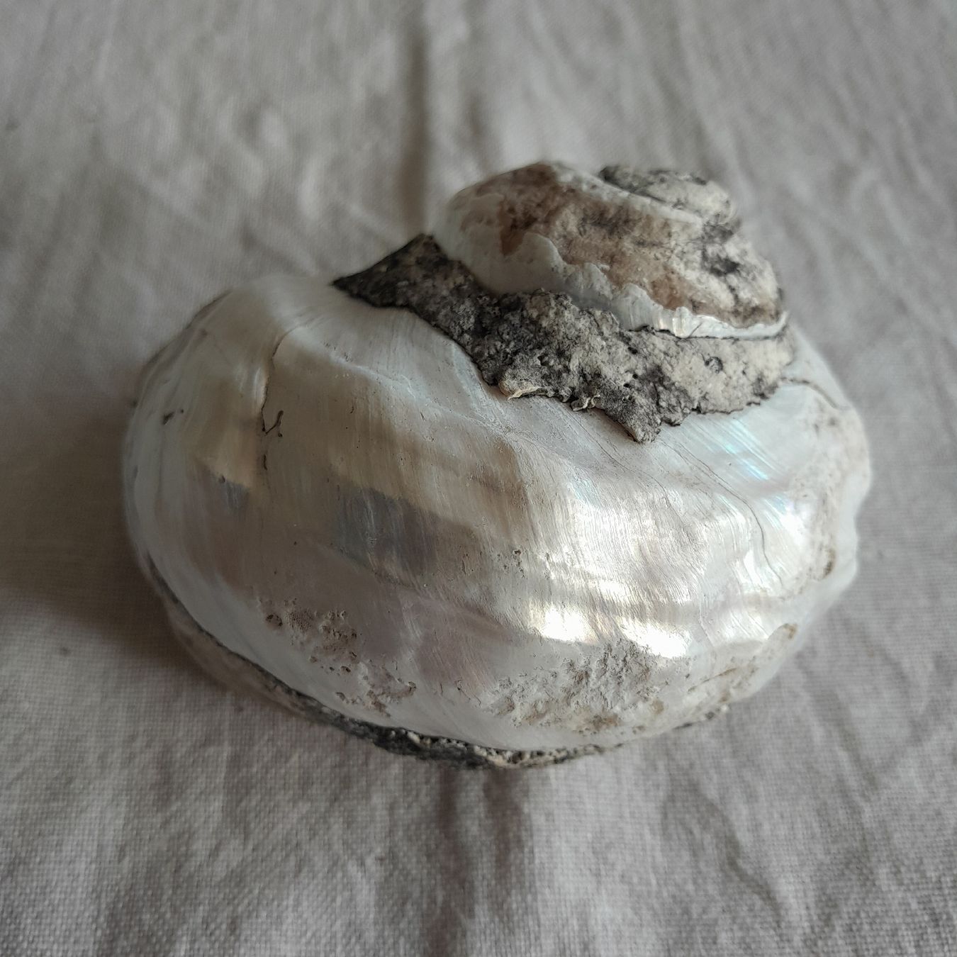 Fossilien: 2er Set, grosse Perlmutt Turbo-Schnecken – Gebraucht aus Knutwil von Kompex 7