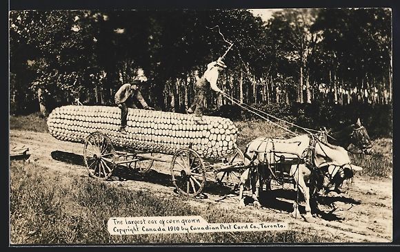 Cartoline postali: The largest ear of corn grown, baumgross – Usato da Berlin venduto da bartko-reher