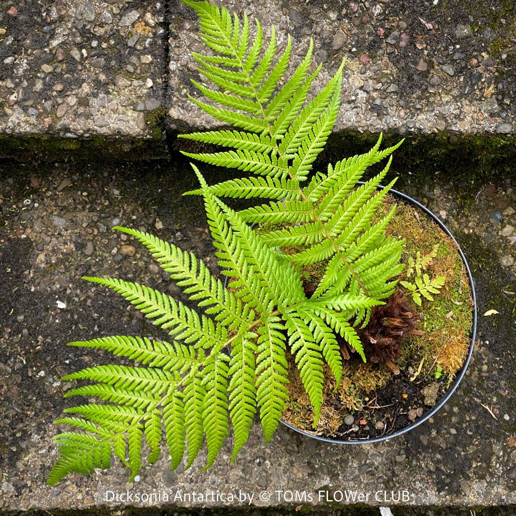 Piante & sementi: Dicksonia Antartica / Baumfarn - starker Doppelstamm – Nuovo e nell'imballaggio originale da Adliswil venduto da TAKEYOURPLANT 3