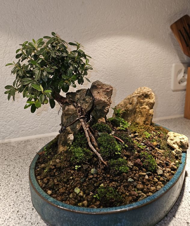 Einzigartige Bonsai Konstellation 7