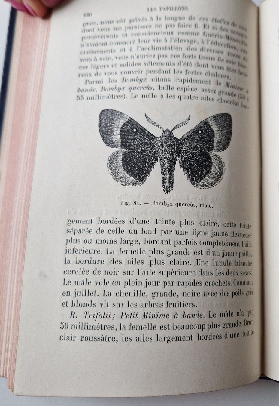 Libri: 1888 - Les papillons - livre – Usato da Fortunau (Ayent) venduto da le.baron 5