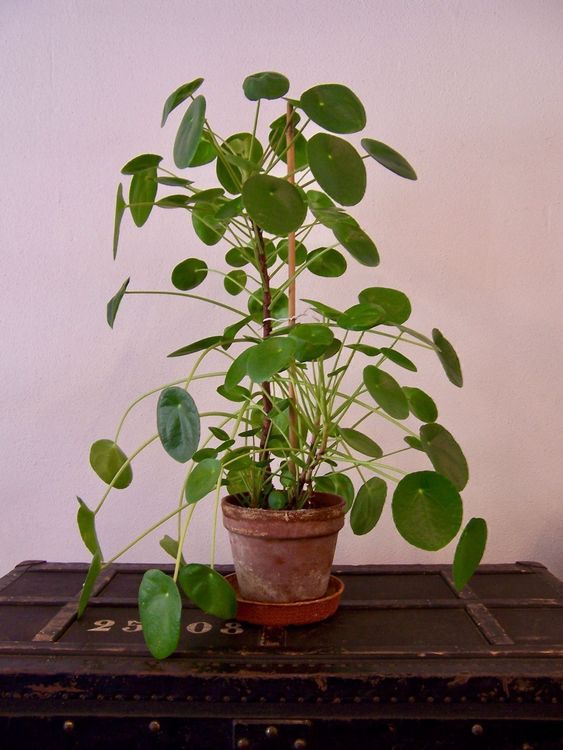 Pilea peperomioides Glückstaler Kaufen auf Ricardo
