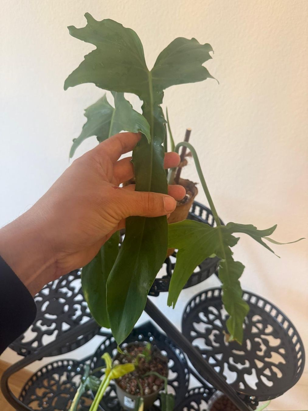 Piante & sementi: Philodendron Belle isle – Usato da Lausanne venduto da kta_tss7 1