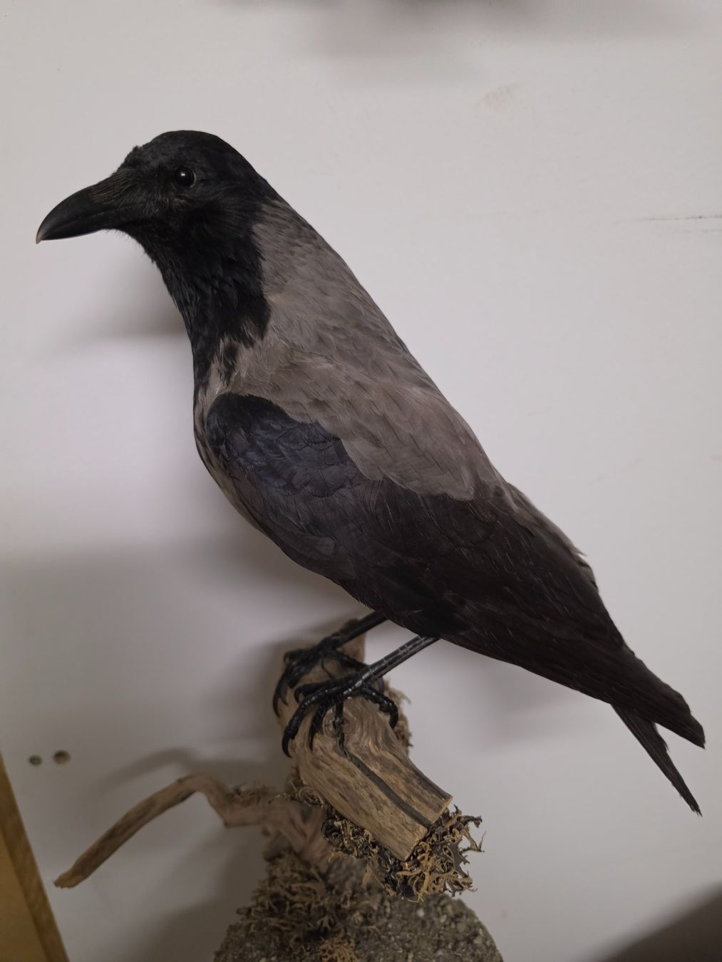Il mondo degli animali: Präparat Nebelkrähe – Usato da Oberrindal venduto da Ketupu