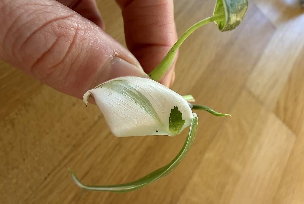 Piante & sementi: DROP DE PHILODENDRONS PRINCESS & WIZARD À PRIX MINI ! – Usato da Spiez venduto da Lunelu