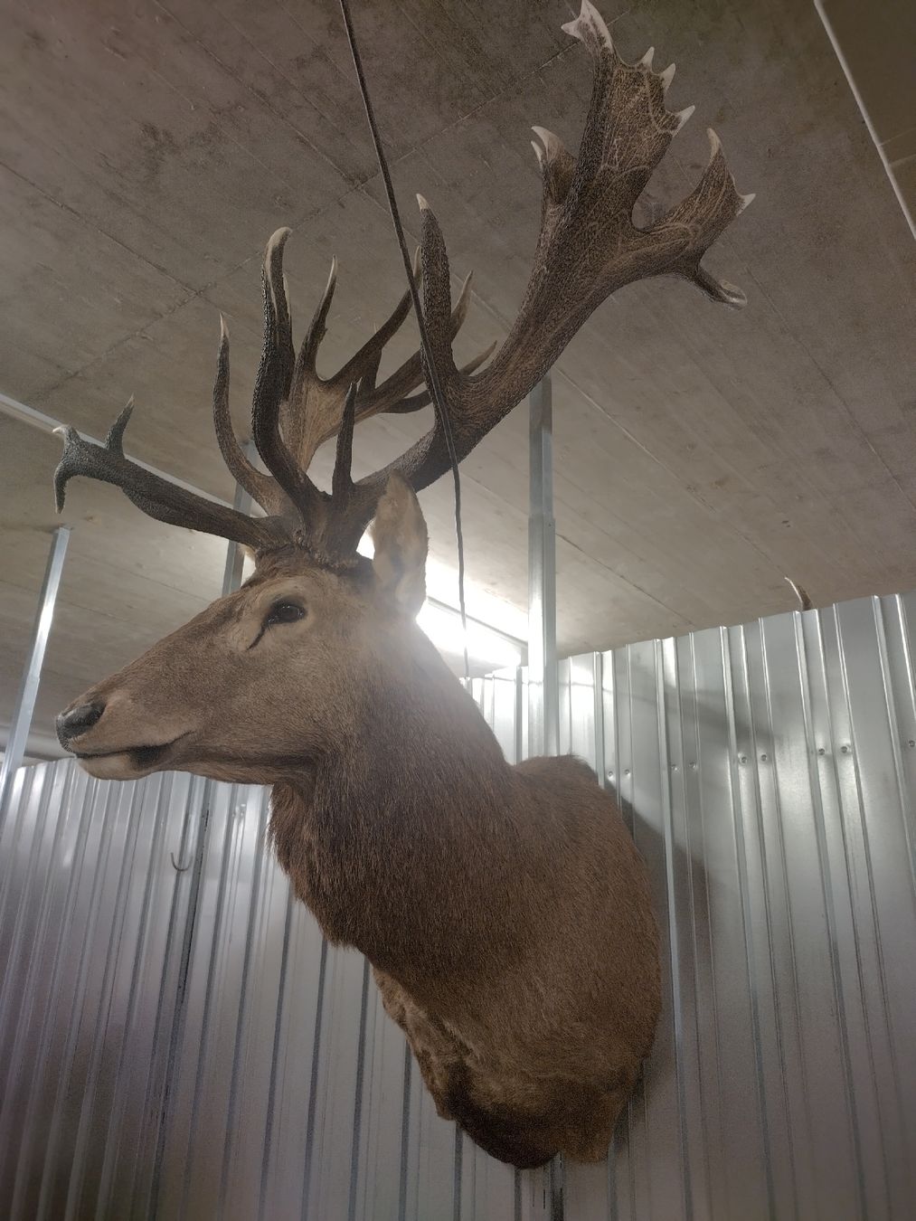 Il mondo degli animali: sehr kapitaler Rothirsch. 32-Ender!  – Usato da Wettingen venduto da Bwalti 2