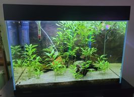 Aquarium Komplett, 80 Liter, Guter Zustand