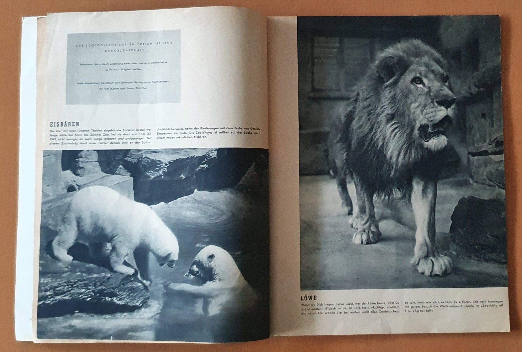 Riviste & Magazine: Zürcher Zoo - Heft 1953 – Usato da Kreuzlingen venduto da Rschweiz1 3